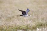 Long-tailed Jaeger (Stercorarius longicaudus)