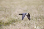 Long-tailed Jaeger (Stercorarius longicaudus)