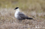 Long-tailed Jaeger (Stercorarius longicaudus)