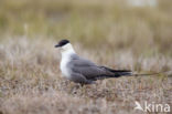 Long-tailed Jaeger (Stercorarius longicaudus)