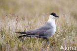 Long-tailed Jaeger (Stercorarius longicaudus)