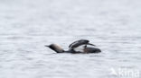 Pacific Loon