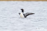 Pacific Loon