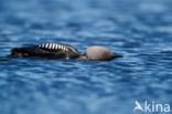 Pacific Loon