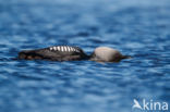 Pacific Loon