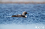 Pacific Loon