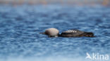 Pacific Loon