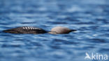 Pacific Loon