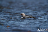 Pacific Loon