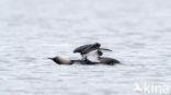 Pacific Loon