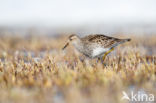 Pectoral Sandpiper (Calidris melanotos)