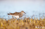 Pectoral Sandpiper (Calidris melanotos)