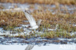 Gestreepte Strandloper (Calidris melanotos)