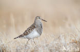 Gestreepte Strandloper (Calidris melanotos)