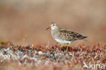 Gestreepte Strandloper (Calidris melanotos)