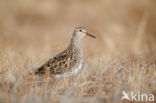 Gestreepte Strandloper (Calidris melanotos)