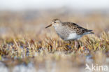 Gestreepte Strandloper (Calidris melanotos)