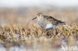 Pectoral Sandpiper (Calidris melanotos)