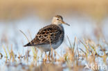 Gestreepte Strandloper (Calidris melanotos)