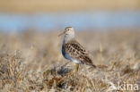 Gestreepte Strandloper (Calidris melanotos)