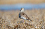 Pectoral Sandpiper (Calidris melanotos)