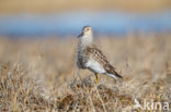 Gestreepte Strandloper (Calidris melanotos)