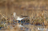 Gestreepte Strandloper (Calidris melanotos)