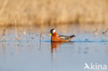 Rosse Franjepoot (Phalaropus fulicarius)