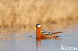 Rosse Franjepoot (Phalaropus fulicarius)