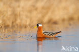 Rosse Franjepoot (Phalaropus fulicarius)