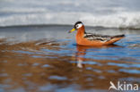 Rosse Franjepoot (Phalaropus fulicarius)