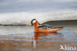 Rosse Franjepoot (Phalaropus fulicarius)