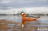 Rosse Franjepoot (Phalaropus fulicarius)