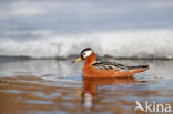 Red Phalarope (Phalaropus fulicarius)