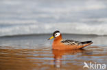 Red Phalarope (Phalaropus fulicarius)