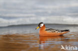 Rosse Franjepoot (Phalaropus fulicarius)