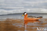 Rosse Franjepoot (Phalaropus fulicarius)