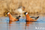 Red Phalarope (Phalaropus fulicarius)