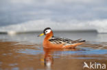 Red Phalarope (Phalaropus fulicarius)