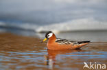 Rosse Franjepoot (Phalaropus fulicarius)