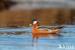 Rosse Franjepoot (Phalaropus fulicarius)