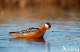 Rosse Franjepoot (Phalaropus fulicarius)