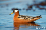 Red Phalarope (Phalaropus fulicarius)