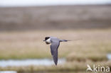 Long-tailed Jaeger (Stercorarius longicaudus)