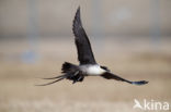 Long-tailed Jaeger (Stercorarius longicaudus)