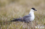 Long-tailed Jaeger (Stercorarius longicaudus)