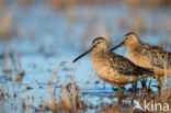 Long-billed Dowitcher (Limnodromus scolopaceus)