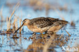 Grote Grijze Snip (Limnodromus scolopaceus)