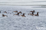 Long-tailed Duck