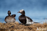 Long-tailed Duck
